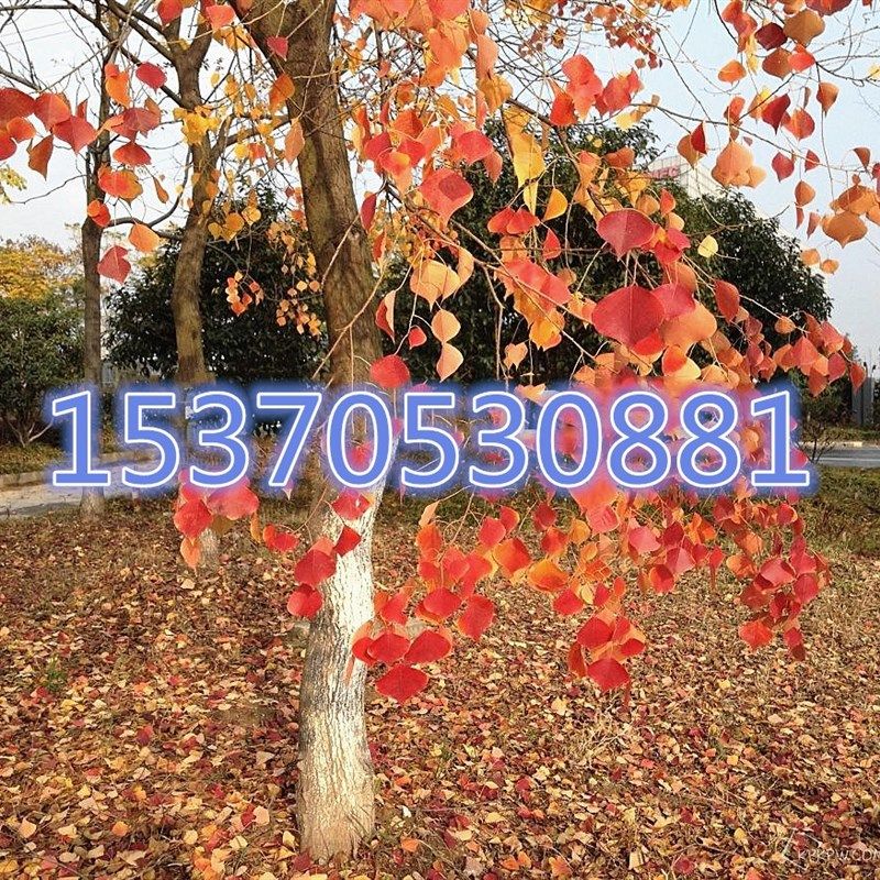 树   乌桕大树苗景观树乌桕工程别墅苗行道树苗庭院绿化