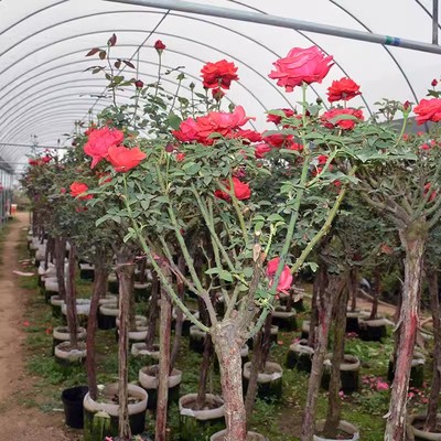 嫁接棒棒糖树月季树形大花树桩植物庭院栽植浓香花卉四季老桩苗木