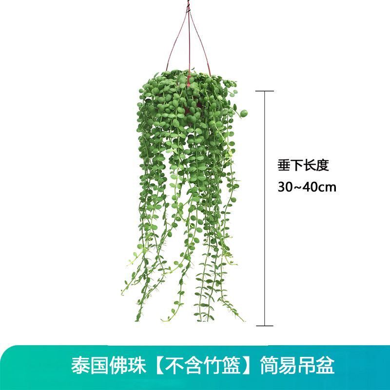 小众高货植物泪多肉耐养情人吊佛珠#常爱之蔓肉肉长藤垂吊篮吊兰
