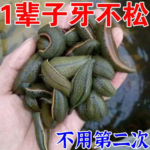 热销【101%冶好】牙齿发松牙疼牙龈萎缩牙周护理牙晃动固齿再生非