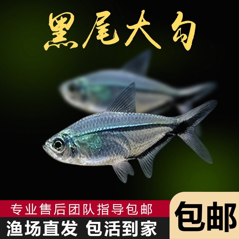 速发黑尾大勾群游鱼草缸小型鱼热带观赏鱼淡水黑尾扯旗红绿灯科鱼