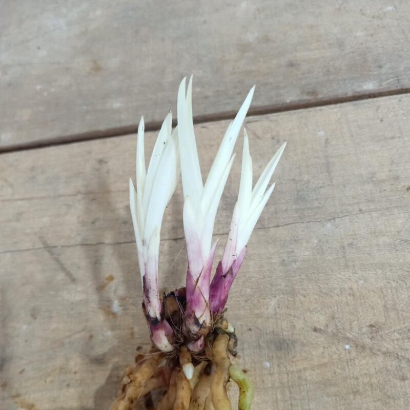 新品兰花 蕙兰矮种 七彩 白叶 镇园之宝 值得收藏