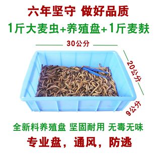 速发大麦虫活虫鲜活面包虫大号黄粉虫金龙鱼鱼食八哥画眉鸟食活体