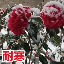 山茶花树苗室外植物易活耐晒耐寒绿化盆栽花卉四季开花庭院地栽大