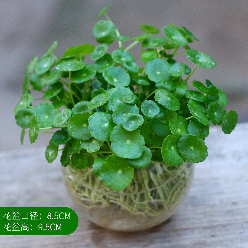 小众高货园艺摆件睡莲养花草家铜钱盆栽小绿植号花卉招财通用植物