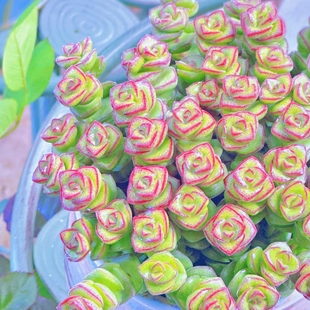 精品钱串多肉大盆多肉植物舞乙女多头群生罕见肉肉室内花盆栽老桩