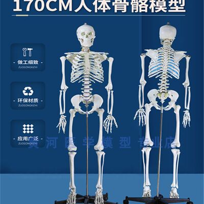 推荐170cm人体骨骼模型标准骨架人体模型成人小白骷髅教学 脊椎