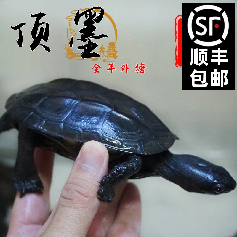 新品顶墨龟纯种全黑公黑腹中华金线草龟碳墨大乌龟活物Z招财长寿