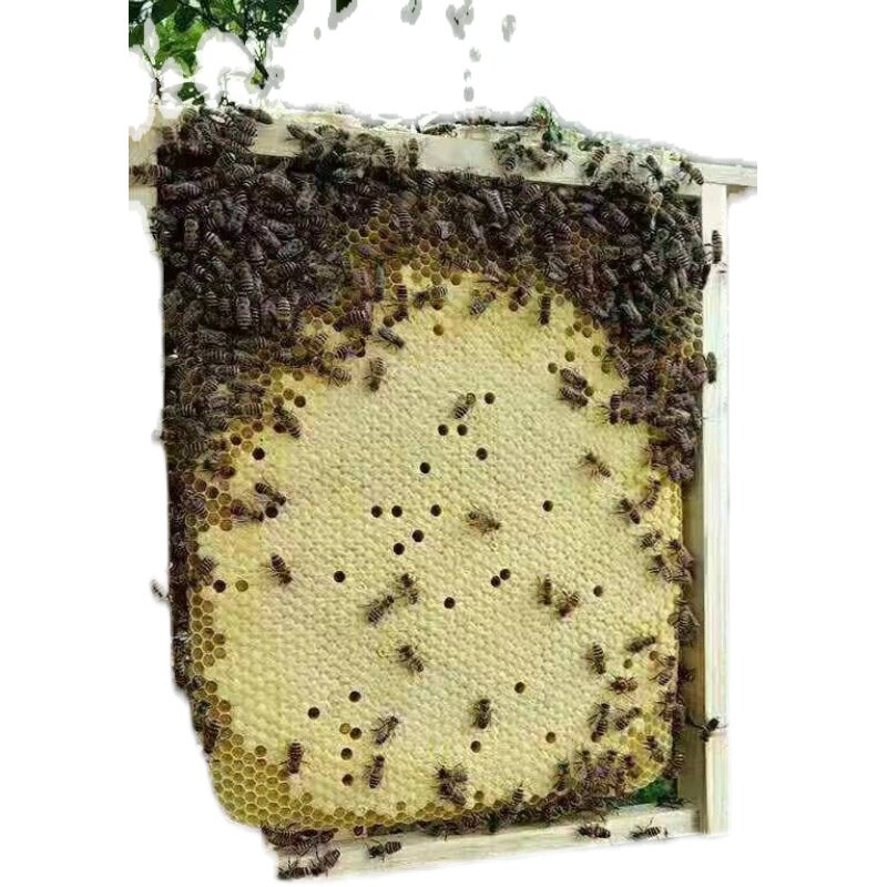 元章活框土养蜂箱立式蜂箱高窄蜂箱诱蜂箱中蜂箱交尾箱杉木蜂箱