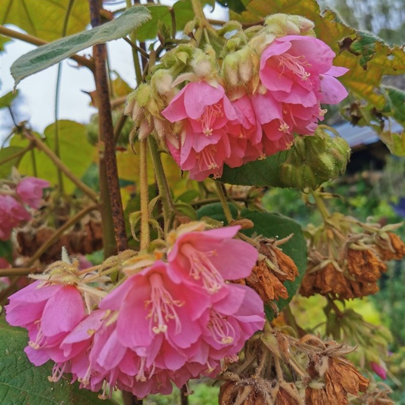 吊芙蓉热带绣球花梧桐科非洲芙蓉属乔木花卉百铃花粉红绣球花