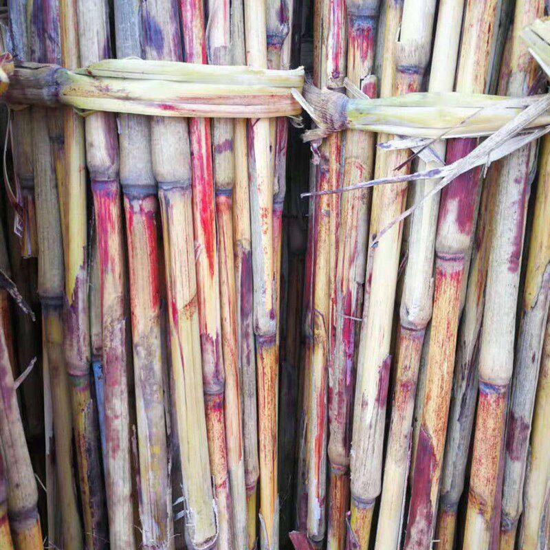 一捆高粱秆秫秸杆去皮高粱秫秸手工艺品材料鱼漂浮漂制作材料精品