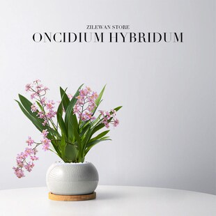 文心兰盆栽花苗梦香兰室内开花卉植物客厅阳台绿植秋冬好养活兰花