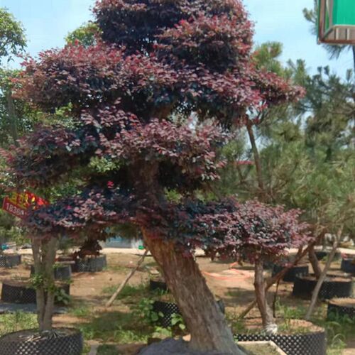 红花檵木造型树别墅庭院地景红花E继木老桩盆景原盆原土四季常青