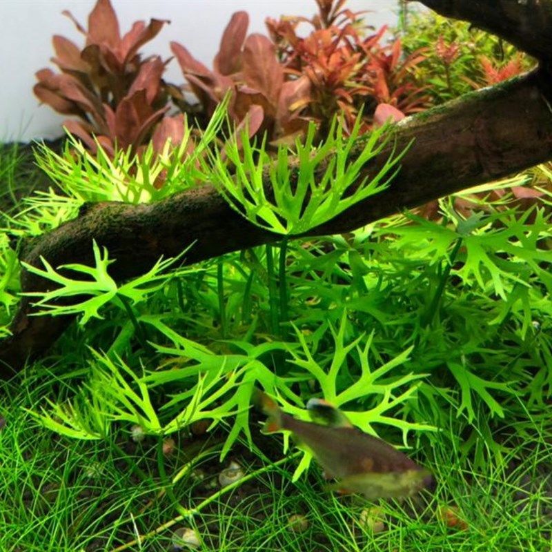 鹿角矮珍珠 水下叶 前景水草水下叶