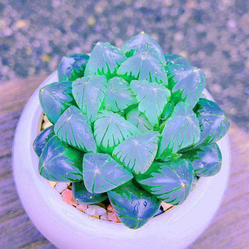 多肉植物  蓝镜无暇玉露办公桌面精f品高级稀少品种小盆栽净化空