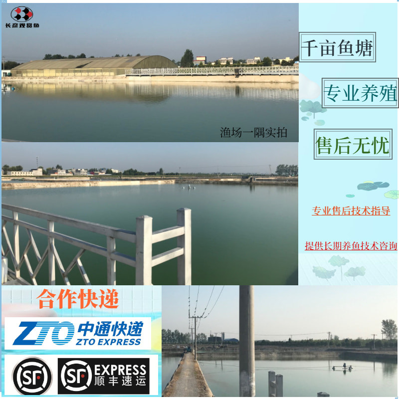 速发茶鲤鱼苗观赏鱼小型淡水好养日本锦鲤大体型冷水活体招财鱼带