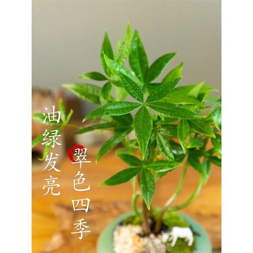 厂促树五福发财树小办盆景室内公室茶桌面四季好养几招财发财绿植
