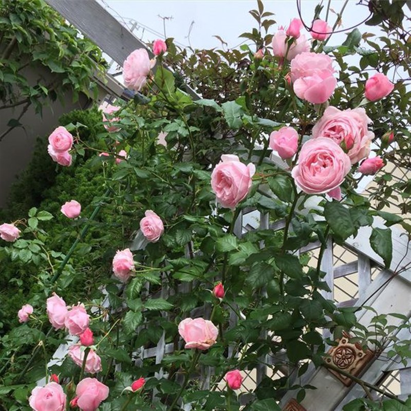 娜荷马 法国藤本月季 强香 抗病强长势旺 花园庭院多季开花植物