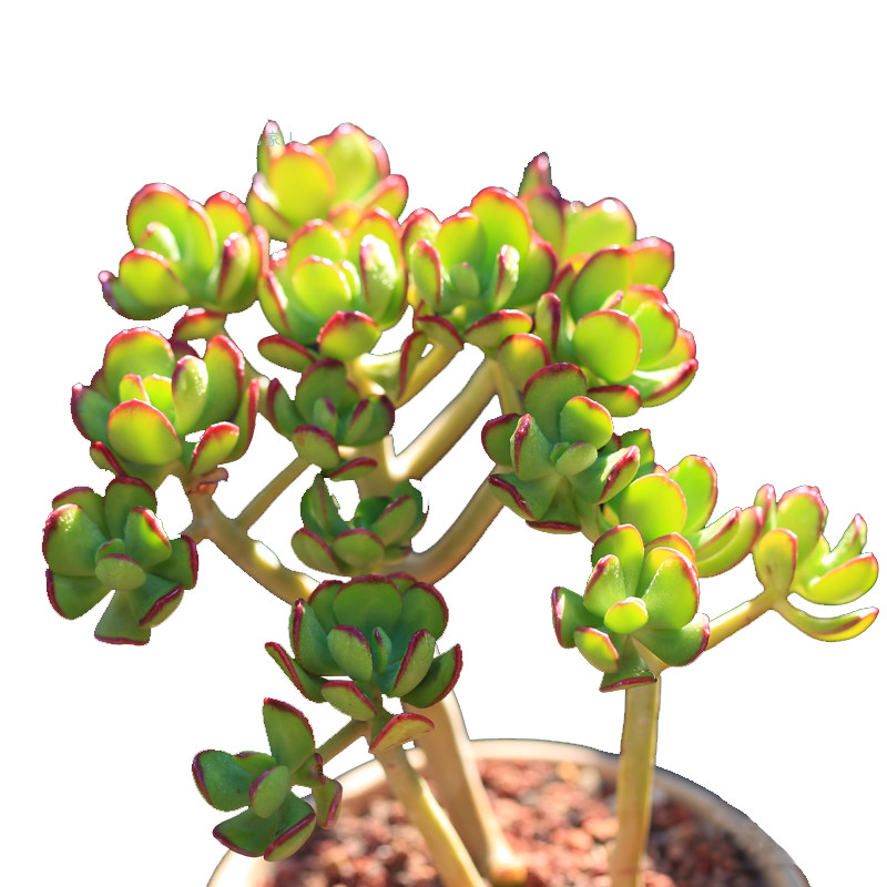 达摩宝珠多肉植物大株老桩群生多头梦想花园o室内肉肉绿植盆栽花