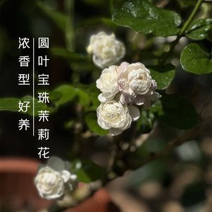 圆叶宝珠花香朵大m横县茉莉盆栽花香夏季花卉绿植办公室阳台庭院