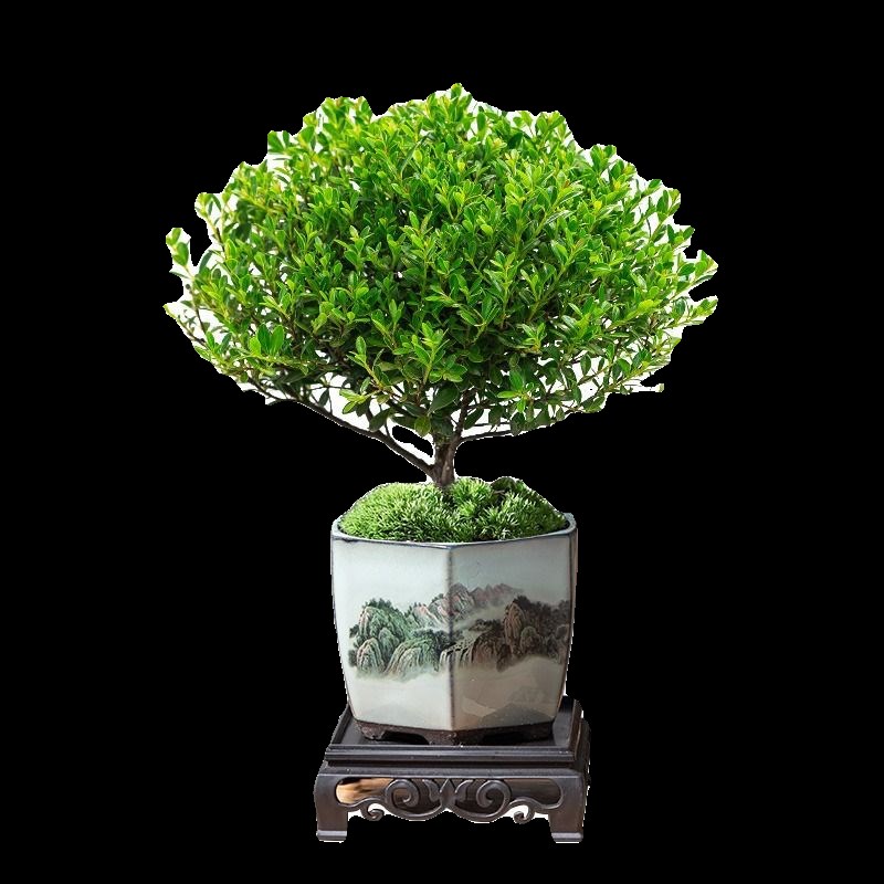 小叶赤楠植物盆栽金丝楠木盆景办公室内好养四季常绿陶瓷盆绿植