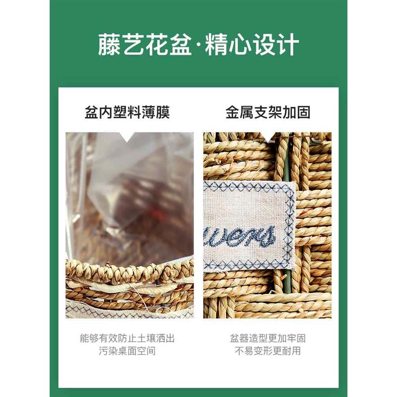 【折扣】红掌白掌盆栽水培植物室内花卉好养一帆风顺大盆绿植鸿运
