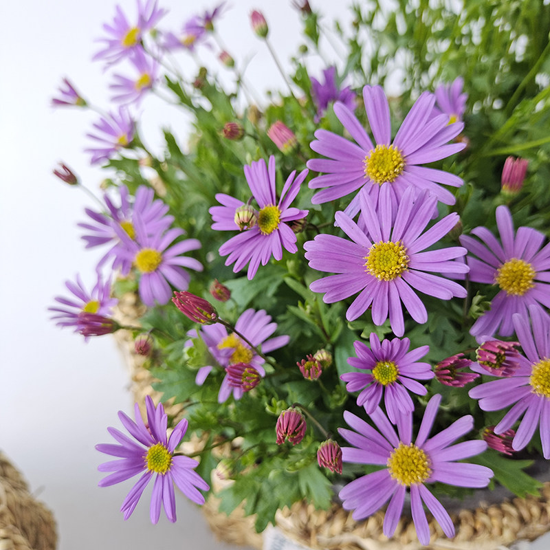 姬小菊盆栽带花苞四季开花小雏菊苗阳台庭院花卉玛格丽特菊花小苗