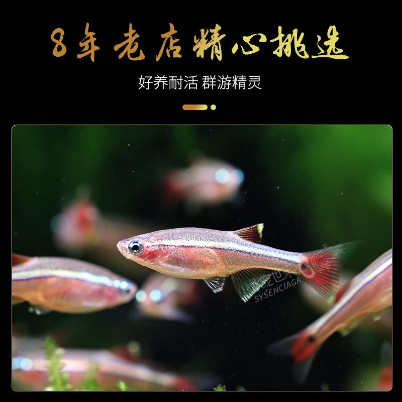 速发大帆瑰丽金丝鱼冷水鱼红尾灯科鱼小型鱼火焰金丝新手群游观赏