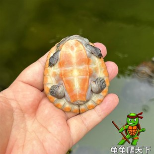 深水圆澳侧颈龟乌龟活体鱼缸混养吃鱼屎圆奥吃粪龟观赏缸清道夫