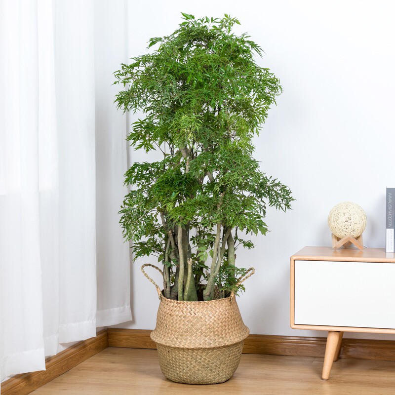翡翠湾福禄桐大盆栽福禄寿t羽叶盆景室内大型植物乔迁开张送礼绿