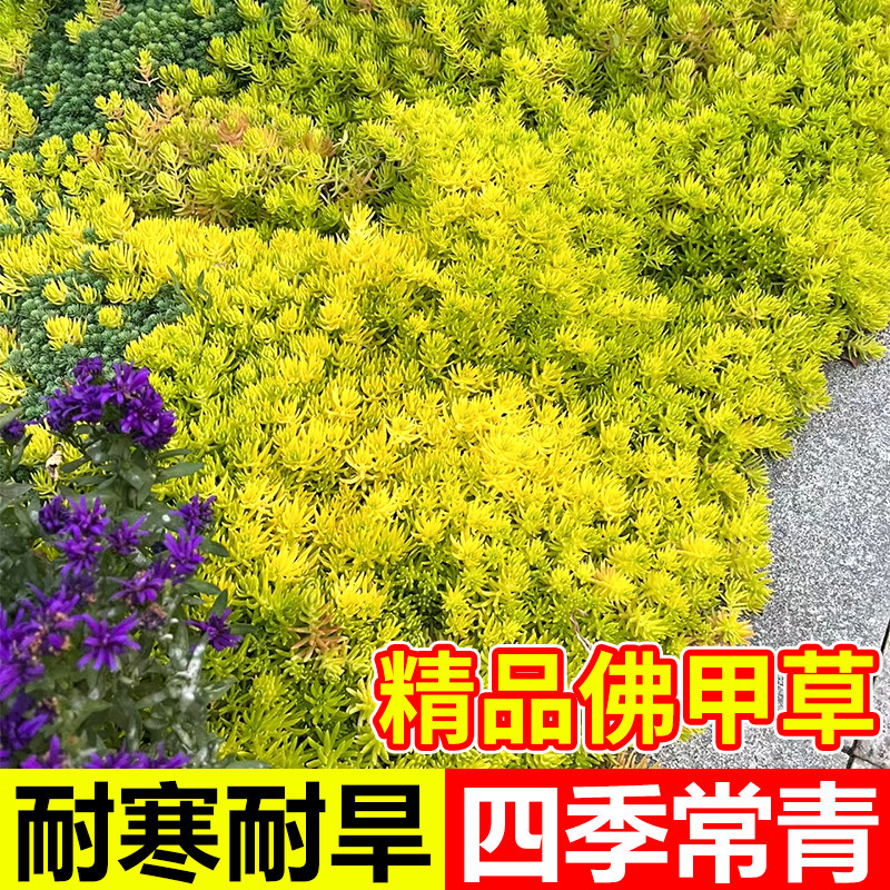 工厂销佛甲草草皮黄金万s年草苗地被植物室内外庭院盆栽四季常青