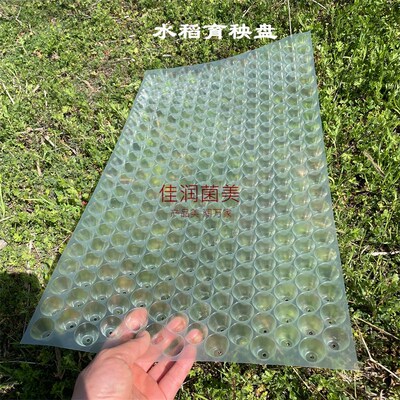 蓝色塑料育苗盘353穴手抛秧盘水稻盘白色优质秧苗播种软盘