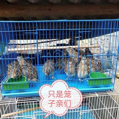 鹌鹑养殖专用笼家用鹌鹑笼下蛋鹌鹑笼养殖鸟笼鹌鹑笼子鸟笼子鹌鹑