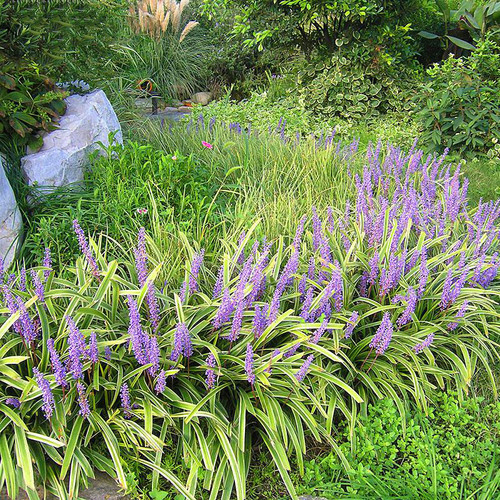 花园花镜庭院 金边麦冬多年生 耐阴耐寒常绿地被植物别墅园林绿化
