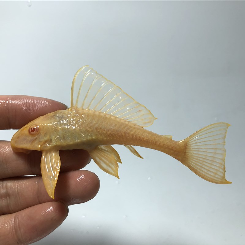 速发鱼缸冷水清道夫女皇王大帆琵琶豹纹垃圾清洁大小型吸盘热带观