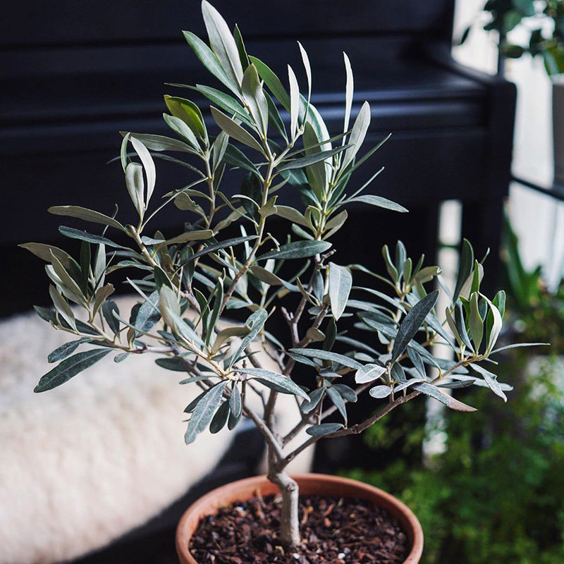 有寻植物 地中海油橄榄树盆栽北欧ins风室内大型绿植阳台庭院