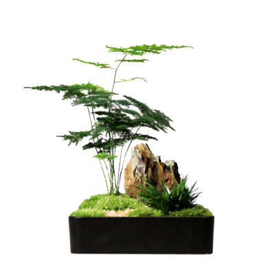 苔藓红枫文竹菖蒲室内办公桌茶桌面苔藓盆景日式中式小盆栽绿植物