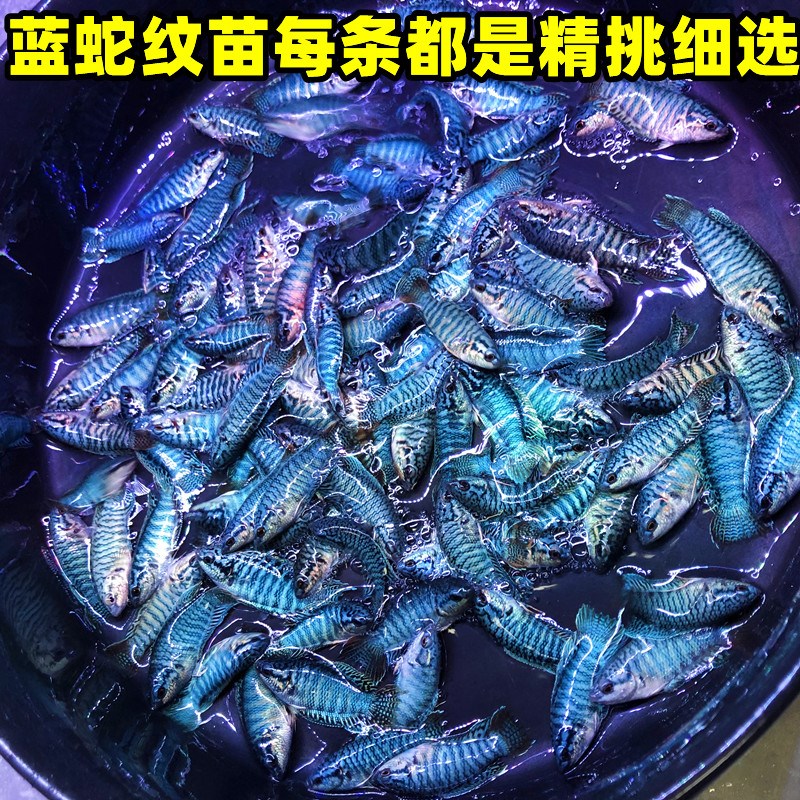 速发中国斗鱼改良蓝蛇纹无纹蓝不打氧耐活鱼观赏小鱼好养冷水淡水