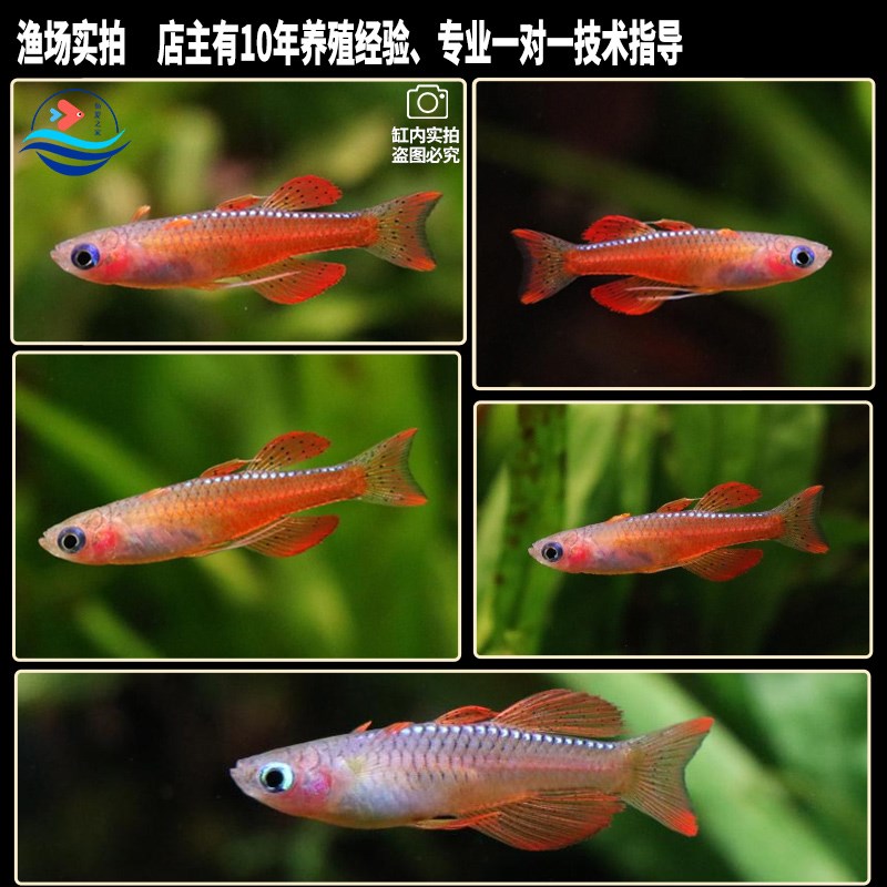速发橘色珍珠燕子草缸群游鱼霓虹阿鲁燕子活体热带观赏鱼大帆珍珠