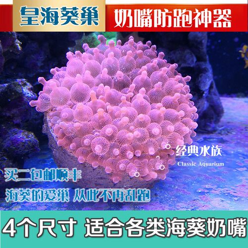 皇海葵巢奶嘴杯防跑神器窝家屋珊瑚罐子鱼缸造景装W饰海葵窝固定