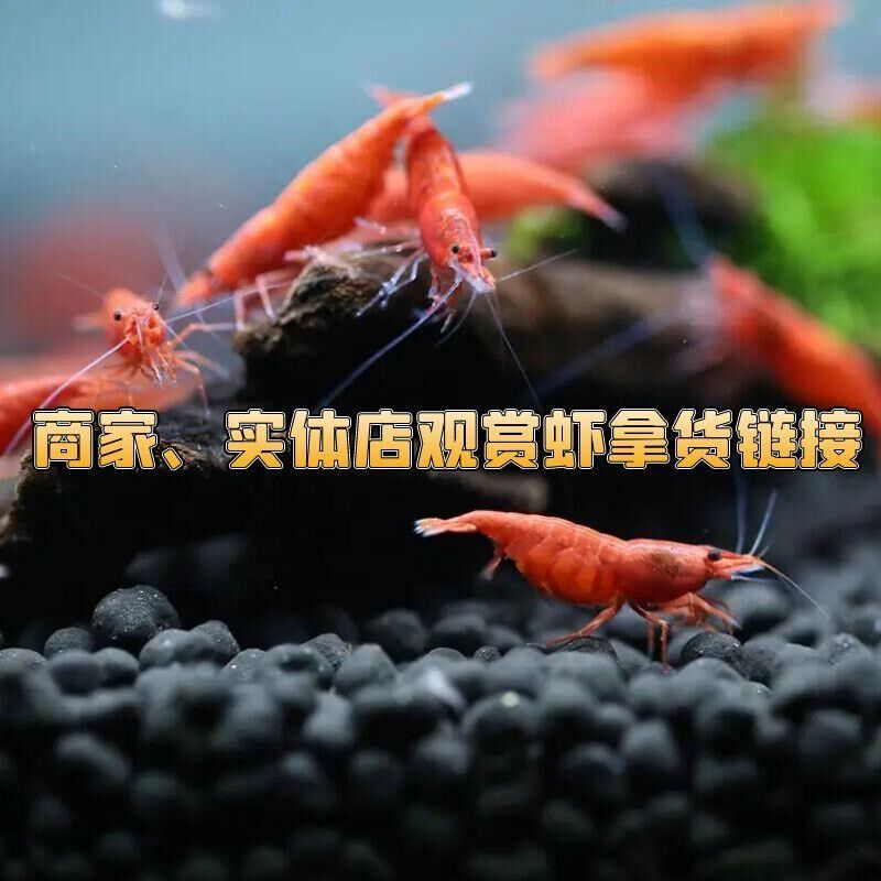 鲜活观赏虾水族除藻虾易繁殖草缸混养工具虾商家拿货实体店进货