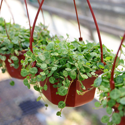 纽扣椒草雨林缸造景垂吊藤蔓多肉植物室内阳台绿植盆栽净化空气