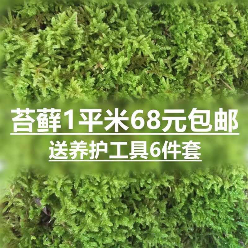 园林庭院景观苔藓 盆栽绿植铺面 植F物墙野生青苔 大灰藓1平方米