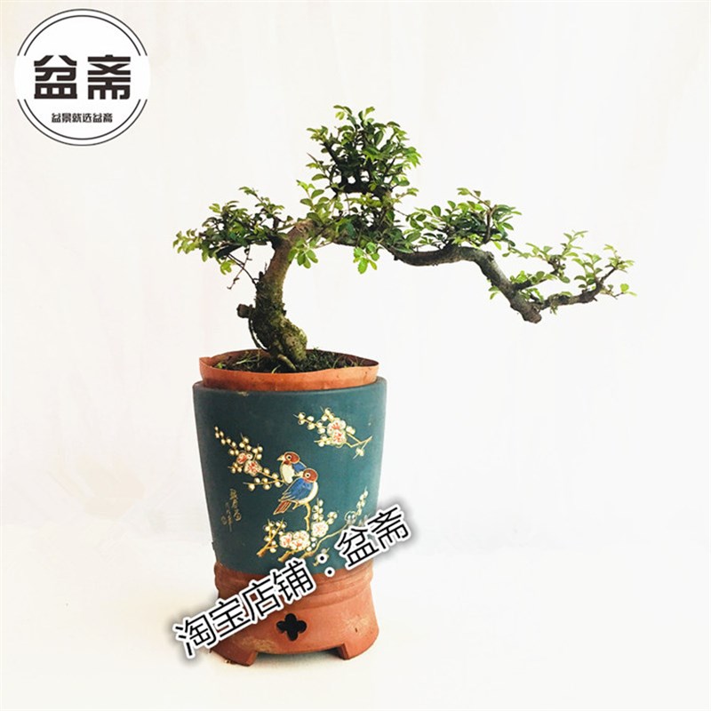 悬崖榆树盆景小叶郎榆提根造型老树桩耐热四季常青办公桌高档绿植