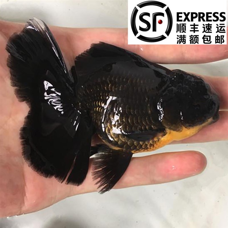 速发精品百褶泰狮金鱼冷水鱼淡水鱼黑色红色国粹鱼苗观赏鱼好养