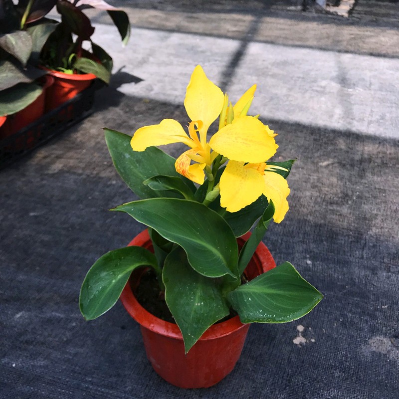 美人蕉盆栽地被花镜植物耐热耐晒阳台庭院花园花卉易养耐活包邮