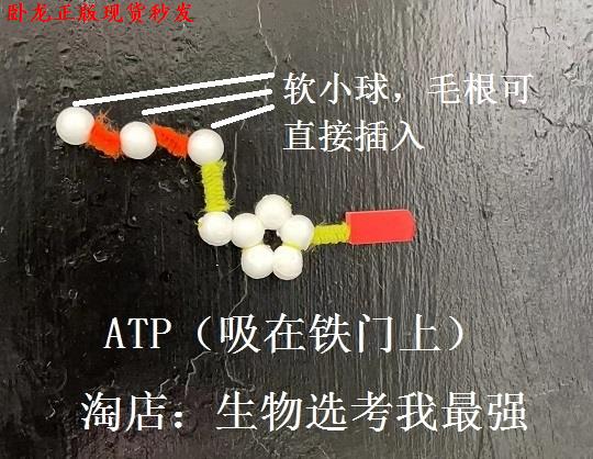 dna双螺旋结构模型o磁吸式ATP核苷酸、半保留复制、转录可拆