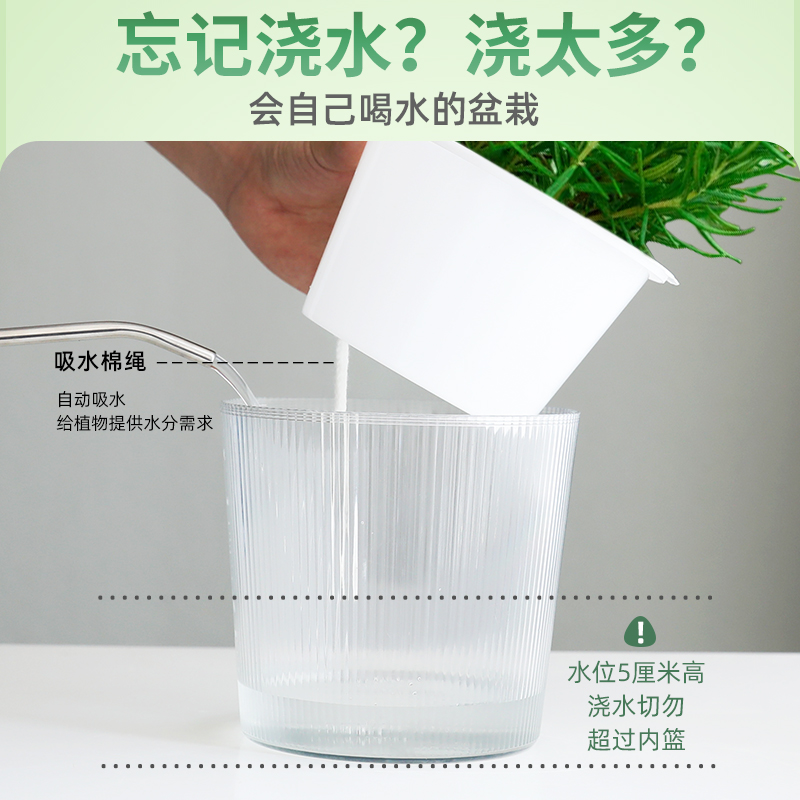 速发迷迭香盆栽可食用牛排用水培百D里香薄荷叶紫苏新鲜罗勒苗香