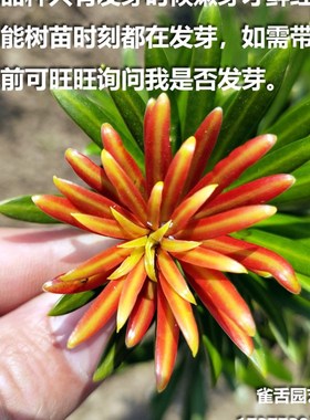 烈焰红罗汉松 红芽罗汉松叶片鲜红绿色油亮 树苗绿植盆景造型树桩