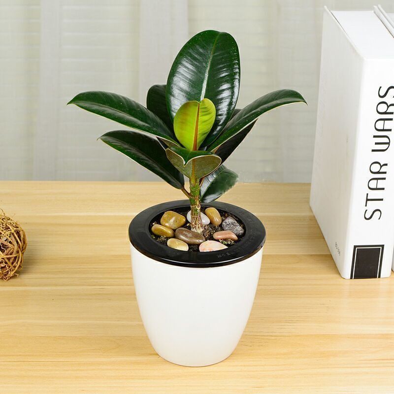 不用晒太阳的绿植见阳光的室内盆栽植物不需要耐阴耐寒花卉喜阴